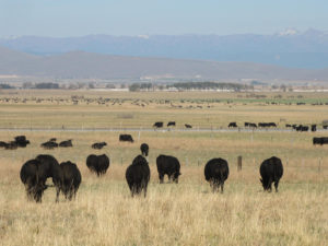 Cattle in field - cotton Associates